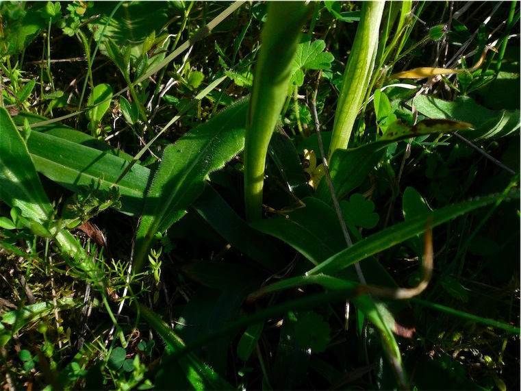 Ophrys, ibridi e Neotinea (?). Ovvero: orchidee cittadine 3